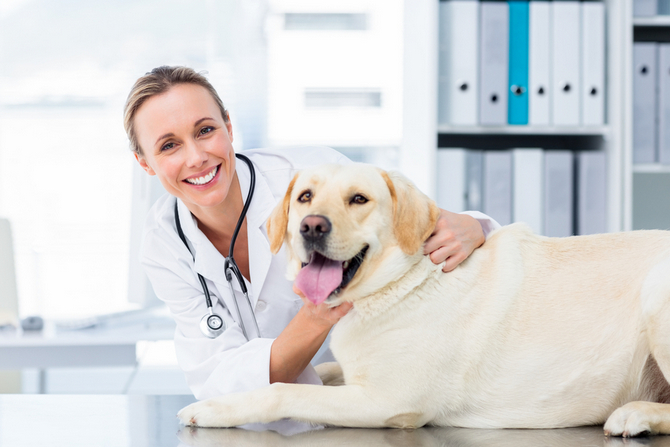 veterinarian examining dog