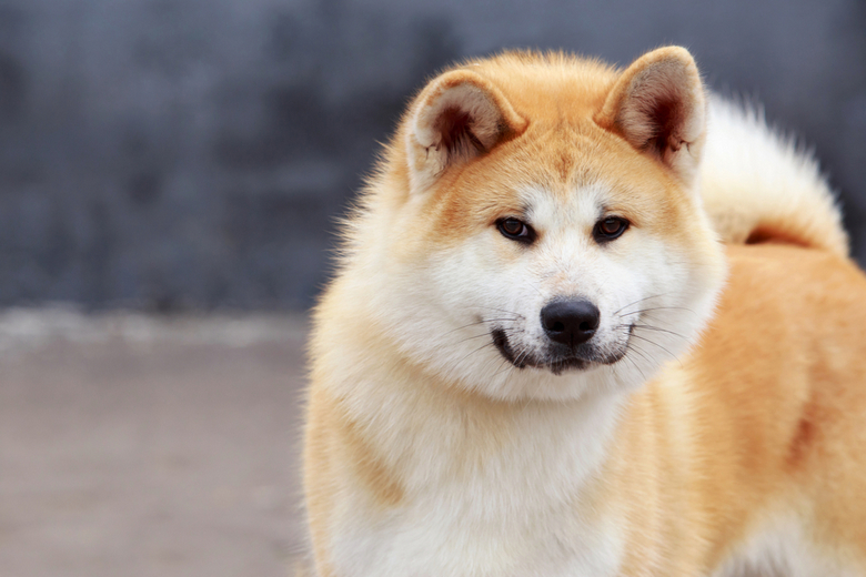 Akita Inu