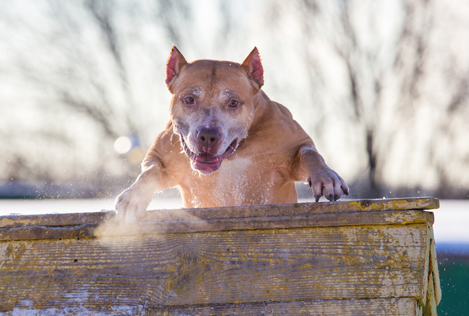 American Pit Bull