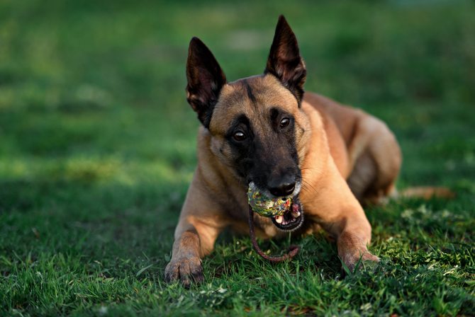 do mastiffs have lock jaw