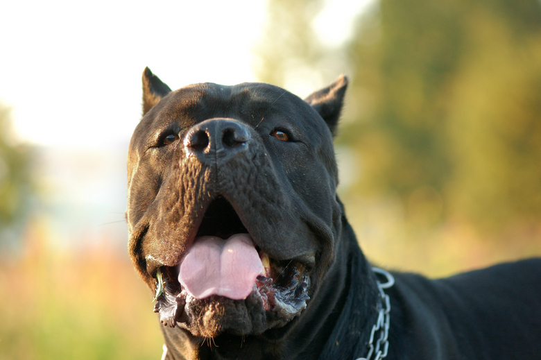 Dog breed with strongest hot sale jaw