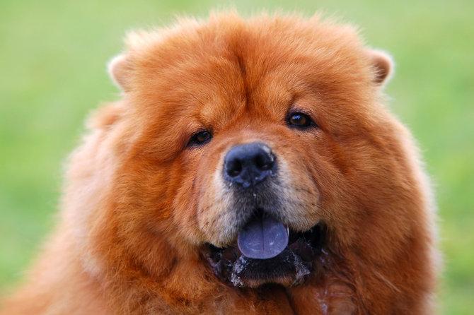 Chow Chow