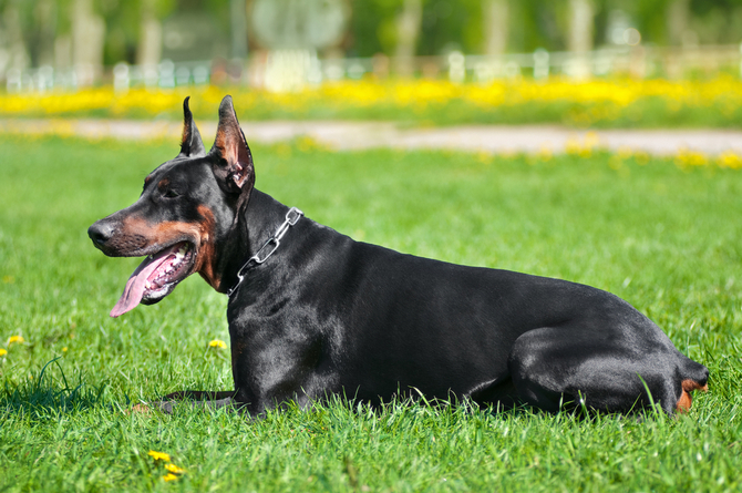 Doberman