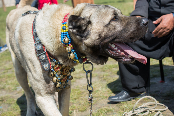 Kangal Dog