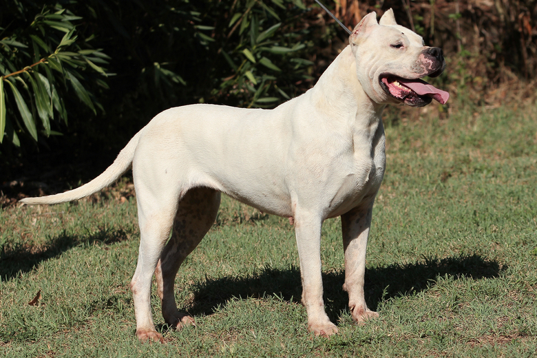 How Strong Is a Dogo Argentino's Bite Force? PSI Measure & Facts