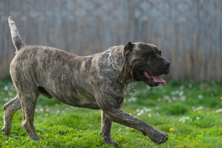 Dogo Canario