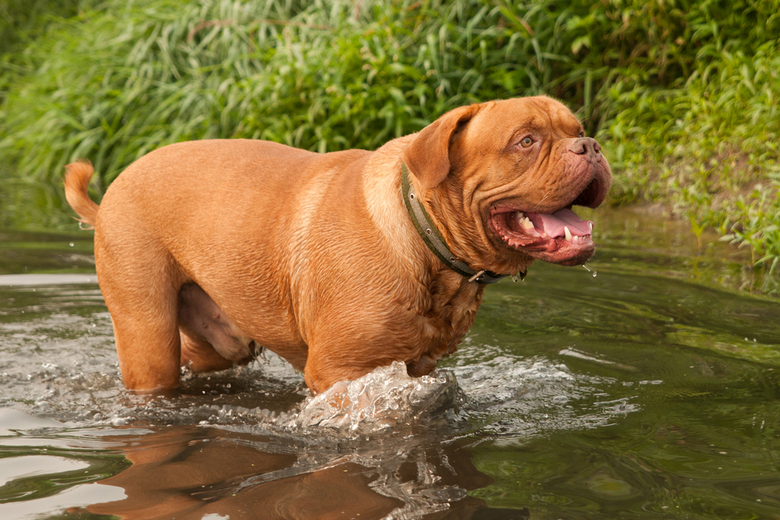 Dogue De Bordeaux