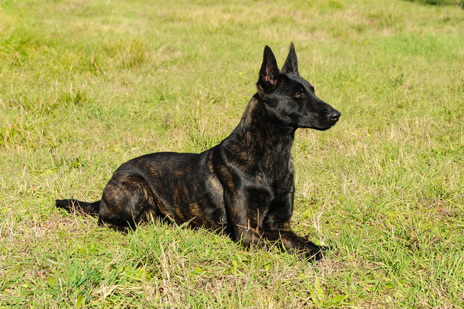 Dutch Shepherd