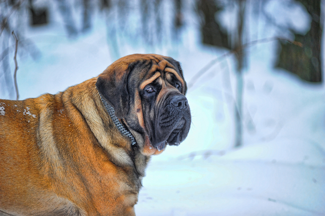 English Mastiff