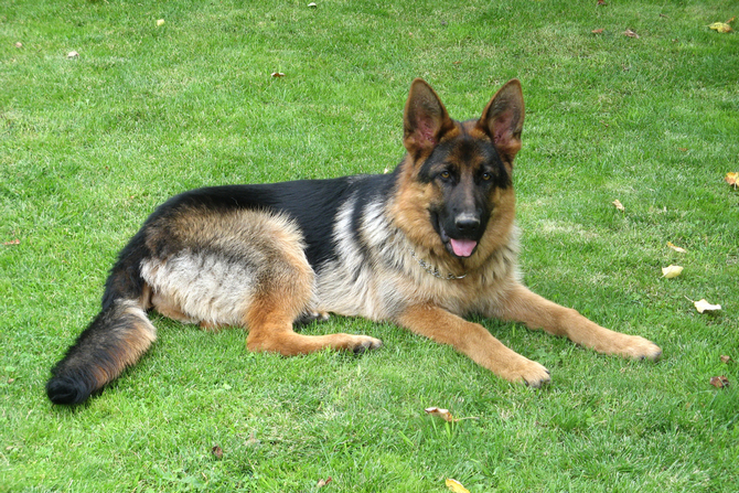 German Shepherd