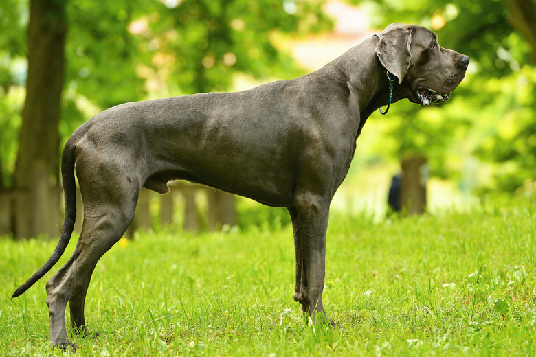 Great Dane