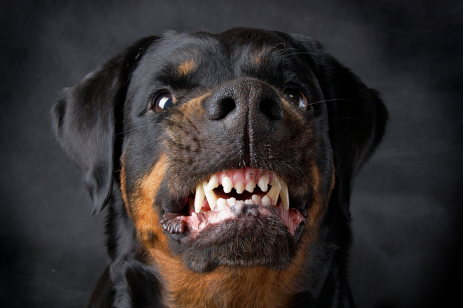 what is a rottweiler bite force for kids