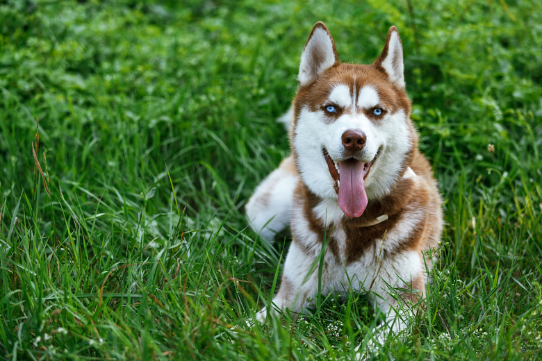 Siberian Husky