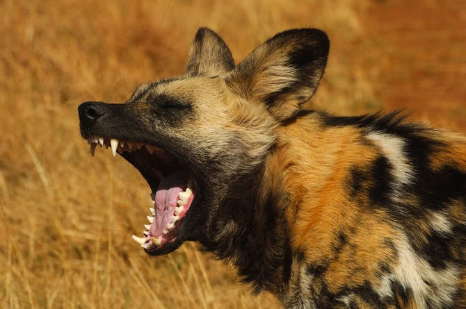 African Wild Dog