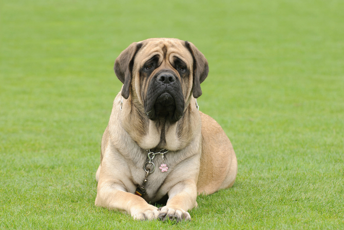 Top ten strongest dog hot sale breeds