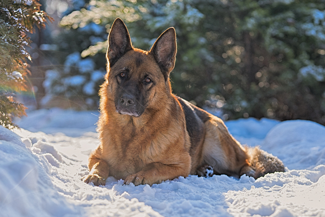 German Shepherd