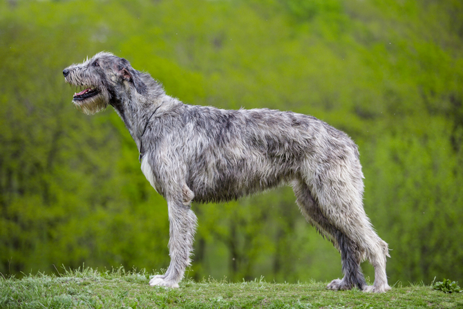 Irish Wolfhound