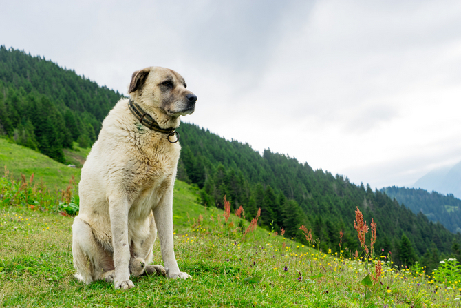 Kangal