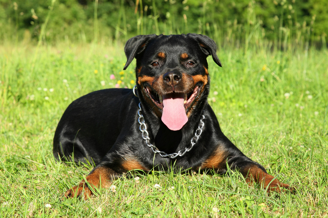 Rottweiler