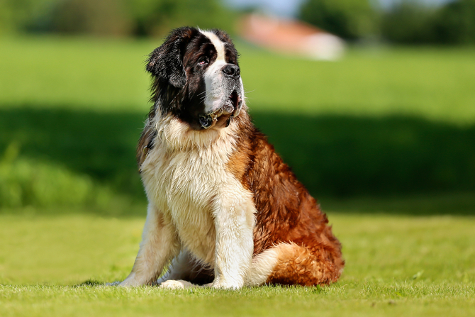 St. Bernard