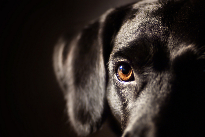 Can Dogs See in the Dark? | Pet Comments