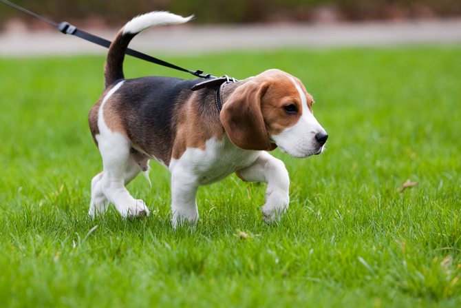 small active dog breeds