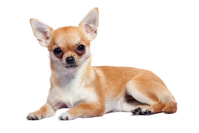 Chihuahua