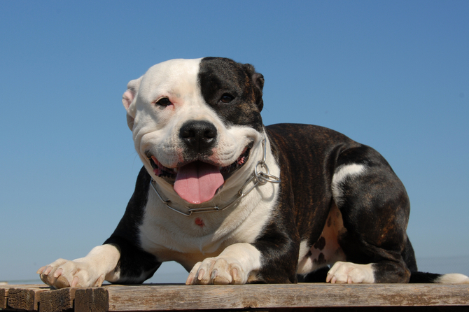 American Pit Bull Terrier