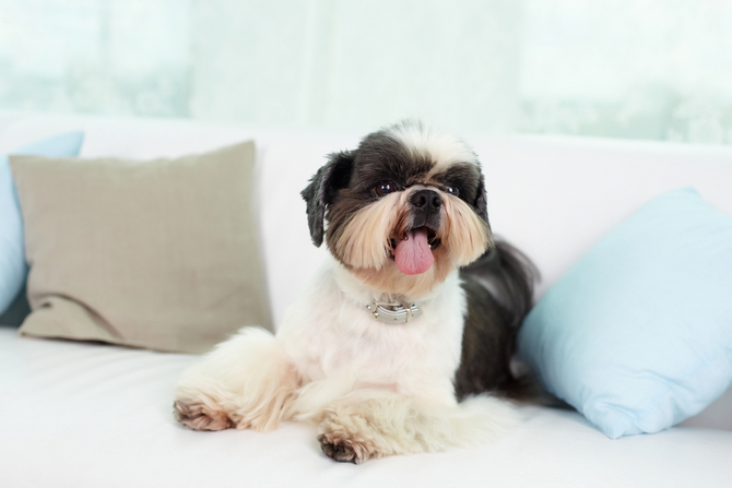 Shih Tzu