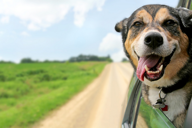 Happy german shepherd dog sticking head