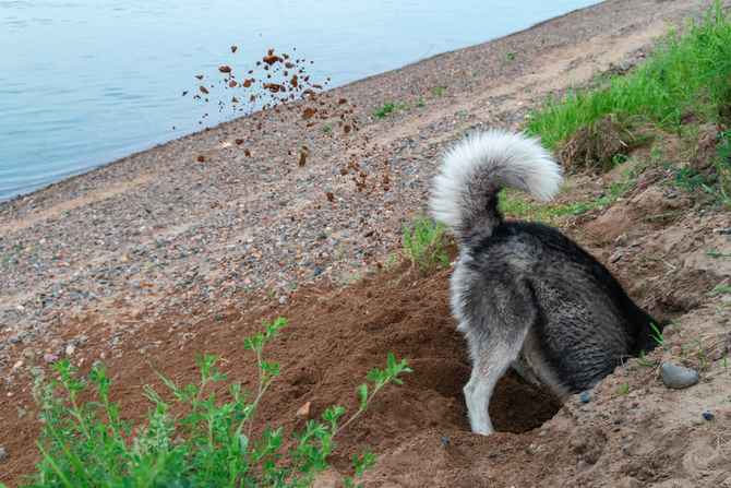 how do you fix dug holes in a dog