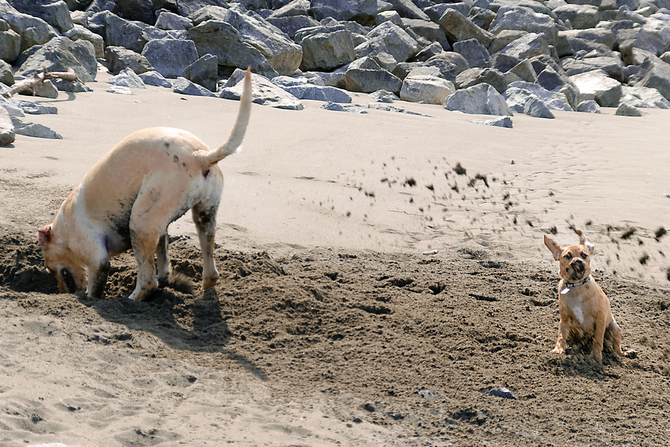 how to stop dogs from digging