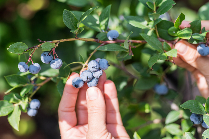 blueberries