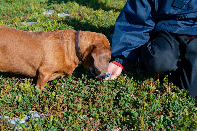 can blueberries make a dog sick