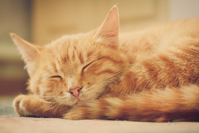 little red kitten sleeping