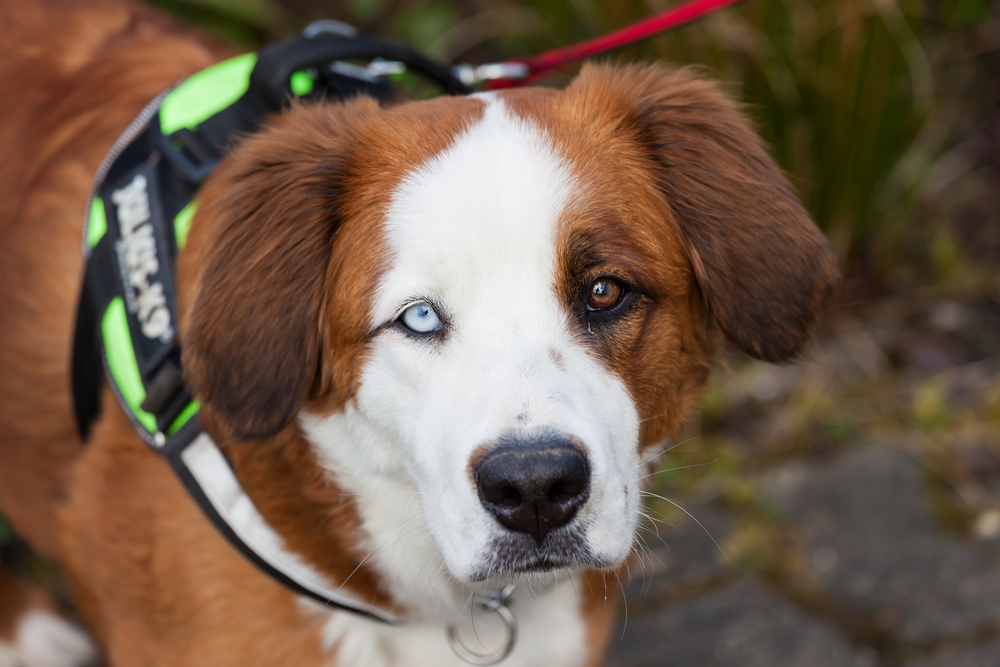 Dogs With Two Different Colored Eyes Pet Comments