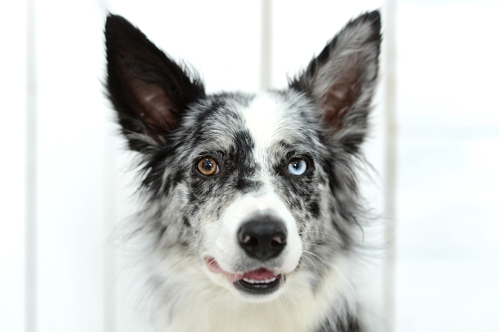 Gorgeous With Two Different Colored Eyes 