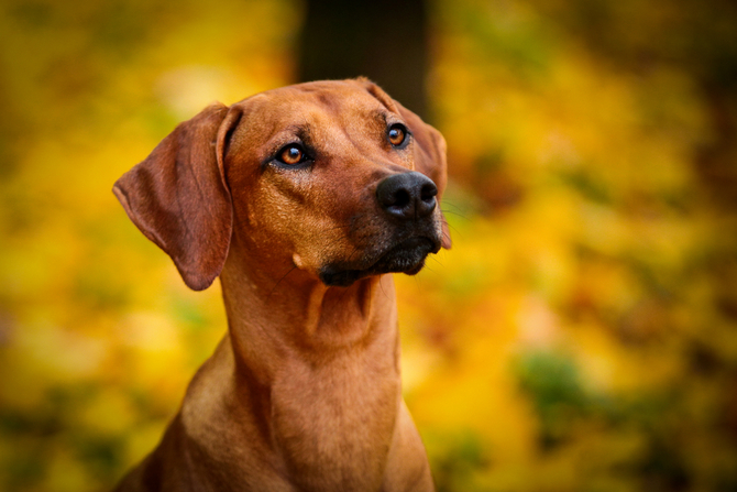 dog breed rhodesian ridgeback