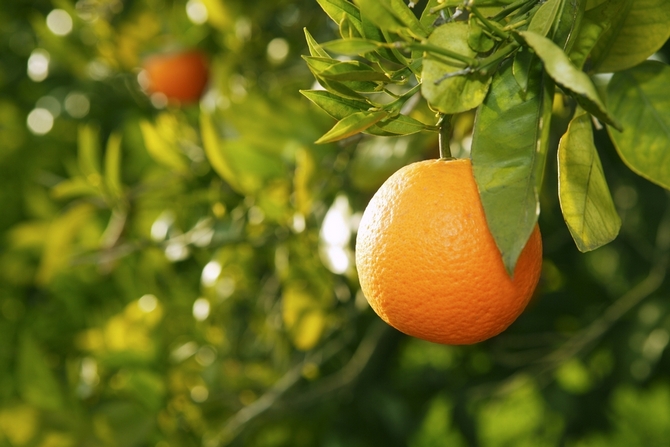 orange fruit