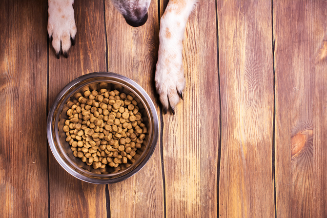 dog and bowl of dry