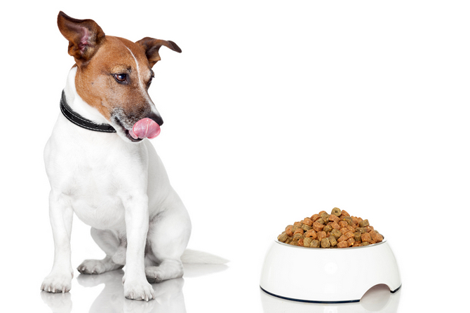 low protein dog food for puppies