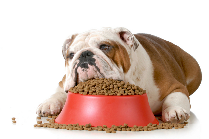 how much carbs to put in dogs food