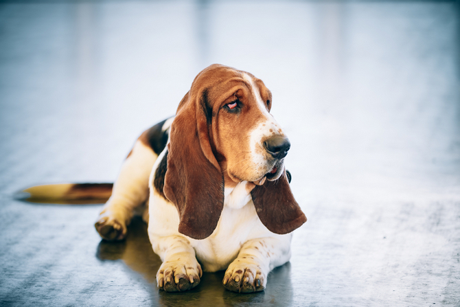 Basset Hound