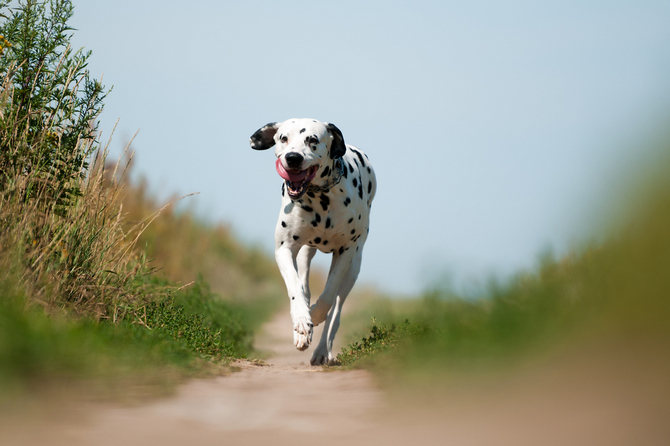 Dalmatian