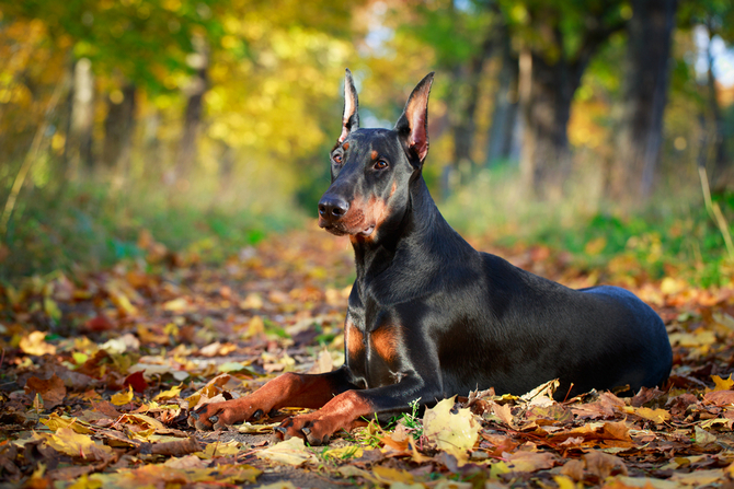 Doberman Pinscher