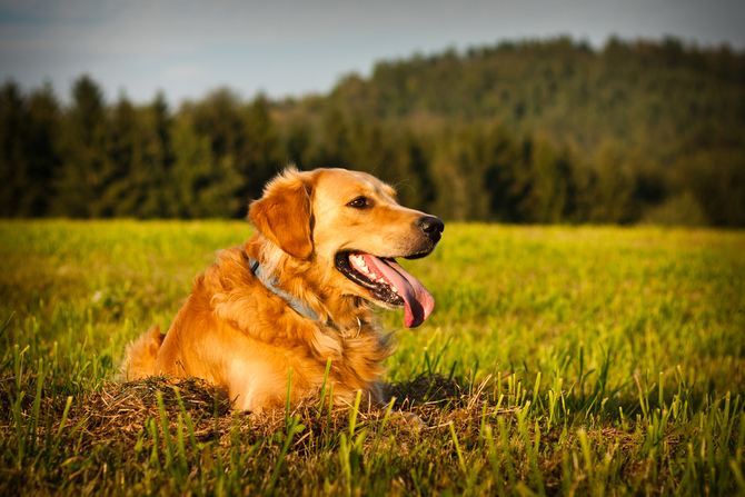 Golden Retriever