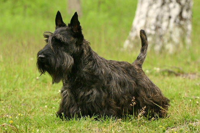 Scottish Terrier