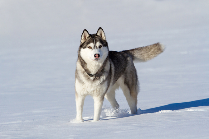 Siberian Husky