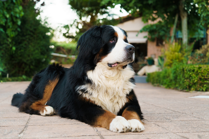 Bernese Mountain Dog