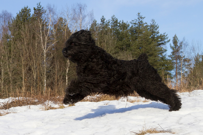 Black Russian Terrier